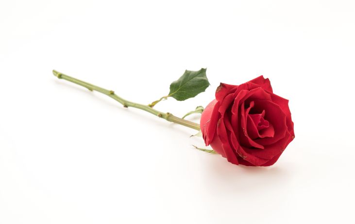De taal der bloemen
